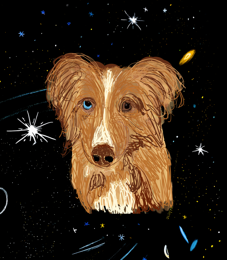 A dog portrait floating in space